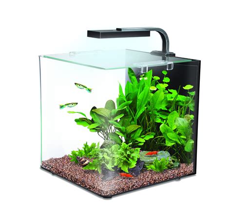 5 Small Fish For Your Mini Aquarium Set Up - Aquatics World