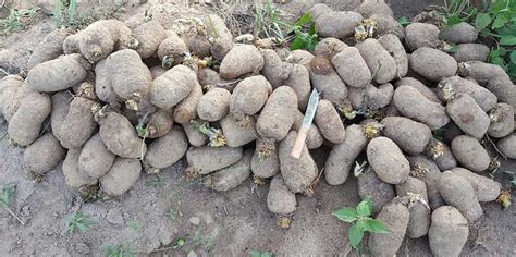 Sustainable yam systems in West Africa