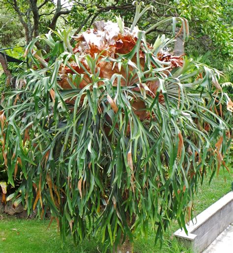 Staghorn Fern, Platycerium bifurcatum – Wisconsin Horticulture