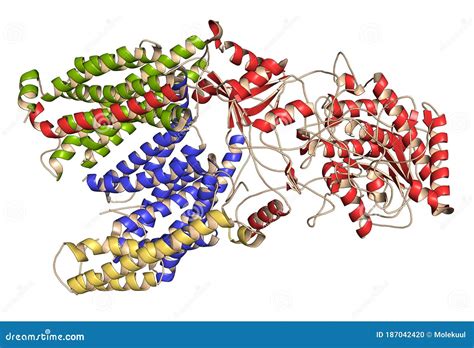 Gamma Secretase Protein Complex. Multi-subunit Intramembrane Protease that Plays Role in ...