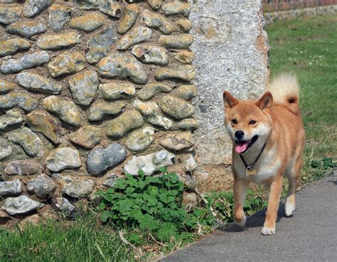 Shiba Inu Dog Free Stock Photo - Public Domain Pictures