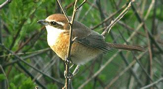 Birds Korea - ID-Note - Brown Shrike