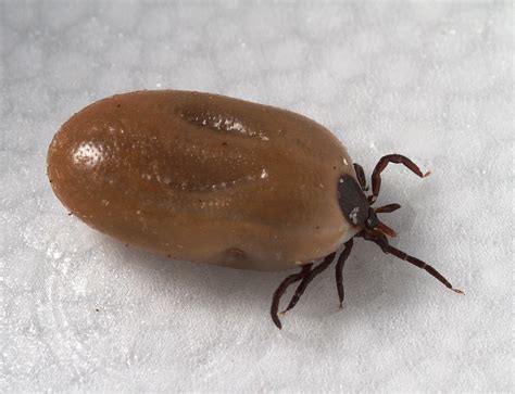 Tick Bites: Symptoms & Treatment | Live Science