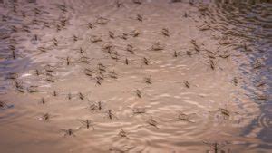 7 Water Strider Facts - It Walks On Water! - Jake's Nature Blog