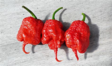 Carolina reaper pepper - garetbritish