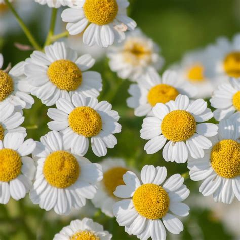 Feverfew- Tall Single White seeds | TheSeedCollection