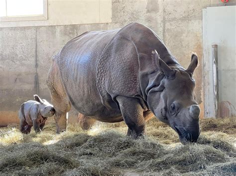 Welcome Baby MarJon to Tanganyika Wildlife Park | Wichita By E.B.