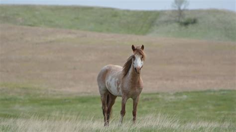 5 Interesting Facts About Nokota Horses - COWGIRL Magazine