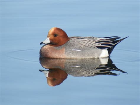 Eurasian Wigeon - eBirdr