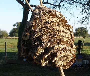 Giant Chinese Hornet Nest