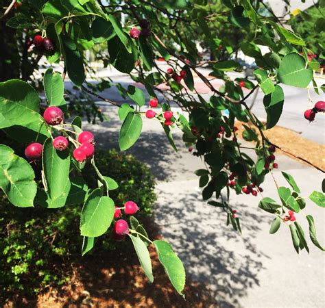 Serviceberry Shrub | Brit In The South