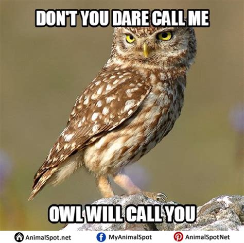 Owl Memes