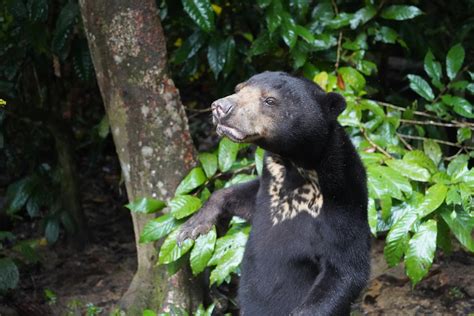 Share Bear Adoption — Bornean Sun Bear Conservation Centre