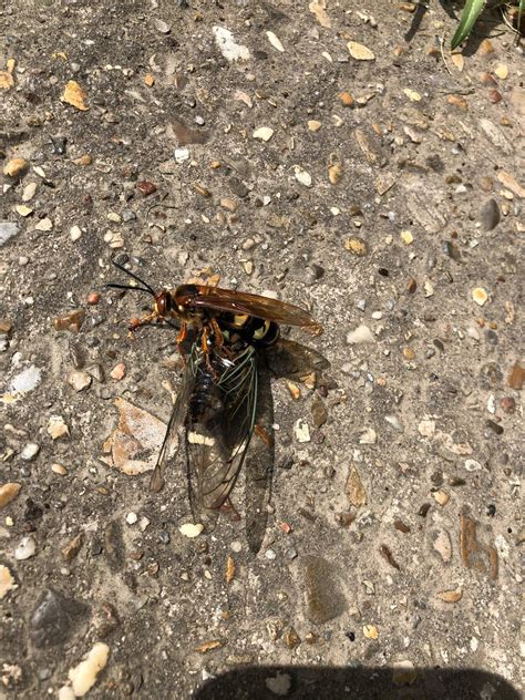 This cicada killer wasp and its prey almost dropped on my head. The ...