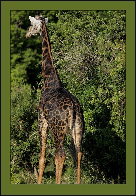 Melanistic giraffe. | The upper back of this giraffe was alm… | Flickr