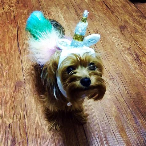 Rare unicorn puppy : aww