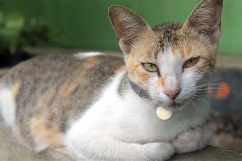 Javanese Cat Breed Info: Personality Traits - The Dogman