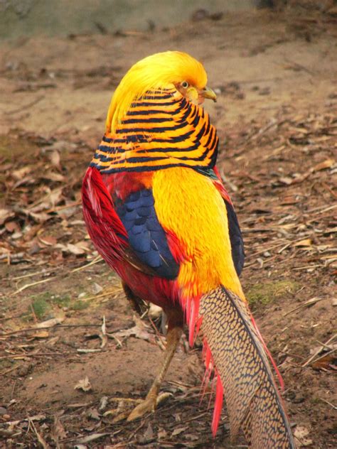 watching birds: Golden Pheasant