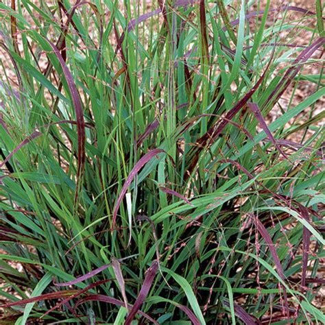 'Shenandoah' red switchgrass - FineGardening