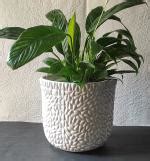 Justoriginals Bulging Seed Print Ceramic Flower Pot with Drainage Hole ...