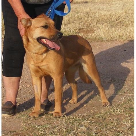 Sam - Medium Female Labrador x Red Heeler Mix Dog in SA - PetRescue