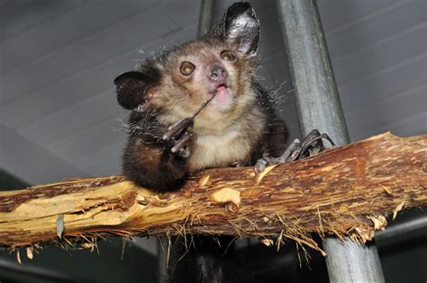 Aye-Aye | Duke Lemur Center