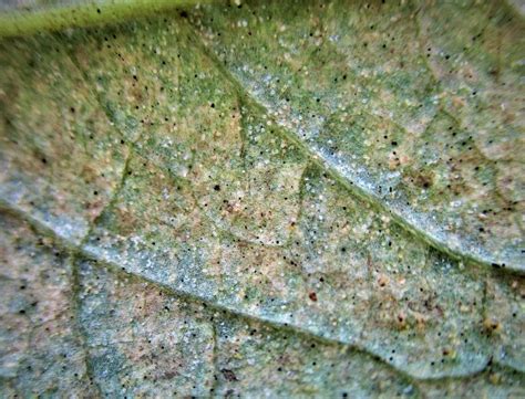 Mites = 2-Spotted Spider Mites & eggs-2 — Plant & Pest Advisory