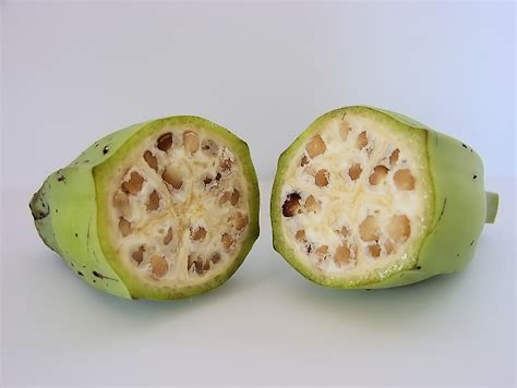 File:Inside a wild-type banana.jpg - Wikipedia