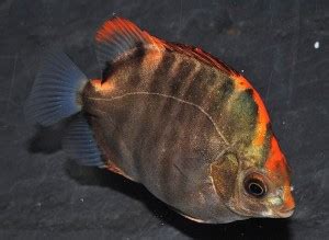 Red Scat (Scatophagus argus, atromaculatus) | Tropical Fish Keeping