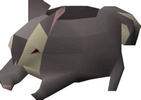 Black chinchompa (Hunter) - OSRS Wiki