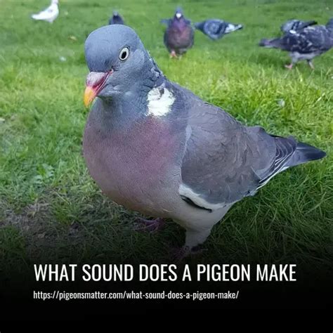 What Sound Does A Pigeon Make