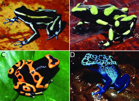 Four of the five species of Dendrobates. (A) Dendrobates truncatus ...