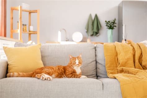 Purrfect picks: How to choose the best couch for cats - Coas