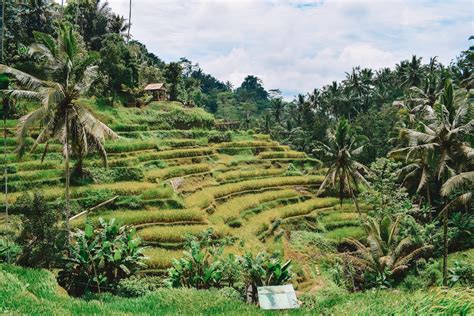 Tegalalang Rice Terrace In Ubud: The ULTIMATE Guide