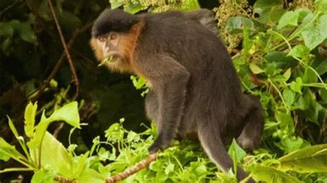 Scientists Are Worried After Discovering "Mystery Monkey" Hybrid Of Two ...