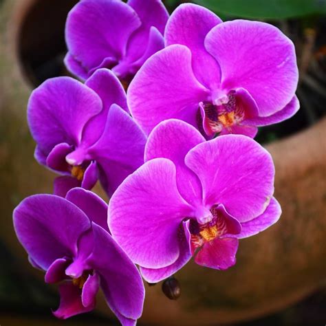 How Long Do Orchids Live? - Orchid Resource Center