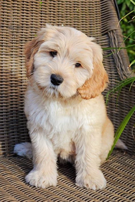 Our medium Australian Labradoodle puppy "Bella" is so so sweet! We love her. So cute too! Cutest ...