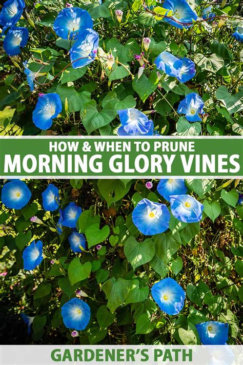 How and When to Prune Morning Glory Vines | Gardener’s Path