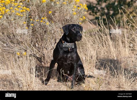 Black Lab Hunting High Resolution Stock Photography and Images - Alamy