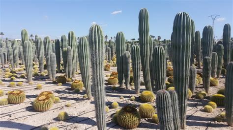 Plantas del desierto – Sun Plantes Viveros, S.L.