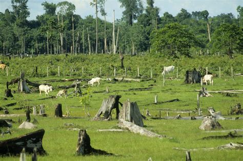 Deforestation in Brazil is rising again — after years of decline - Vox