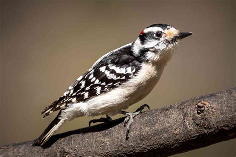 20 Captivating Types of Woodpeckers