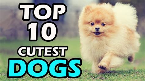 cute dog breeds - TOP 10 CUTEST DOG BREEDS IN THE WORLD - YouTube