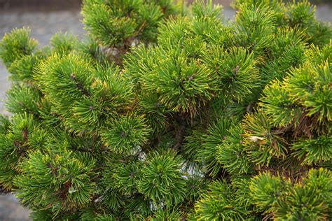 How to Grow and Care for Dwarf Mugo Pine