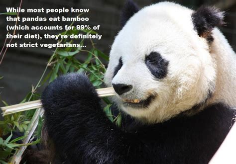 33 Panda Facts Guaranteed To Surprise And Delight You