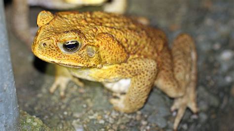 Weekly topic: Australia's invasive species | Center for Animal Health ...