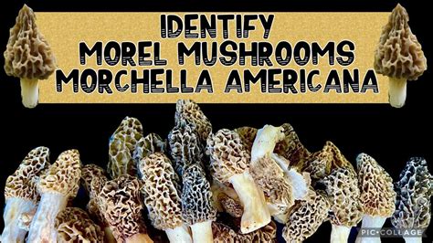 Wild Mushrooms Identify Morel Mushrooms Morchella americana Midwest, # ...