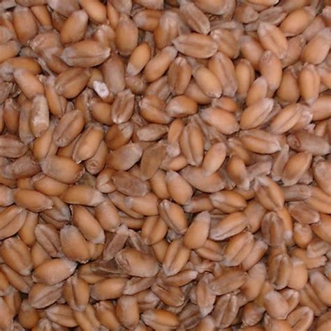 Egyptian Wheat Seed Exellent Quail Food Plot Seeds | Seed World