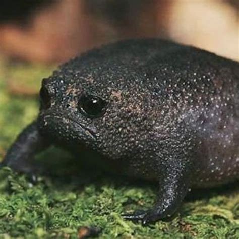 African Rain Frog (or angry Avocado) in 2020 | Cute funny animals, Cute animals, Animals