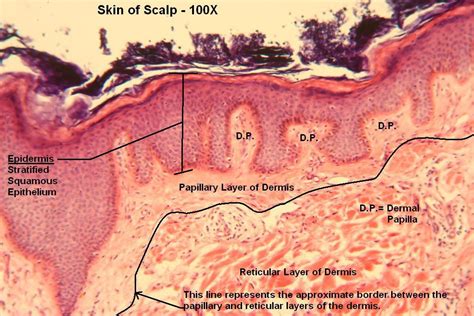 N Scalp 100x 1 Layers of Dermis